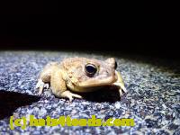 /home//u458753944/public_html/sourcegallery//Roxborough Toad Detour/2022/2022-03-07/P3070833.JPG